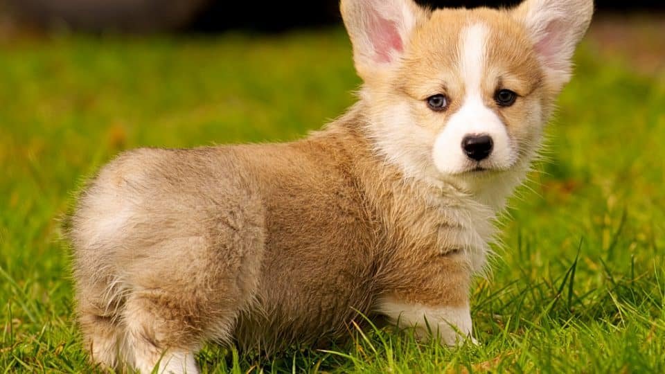tea cup corgi