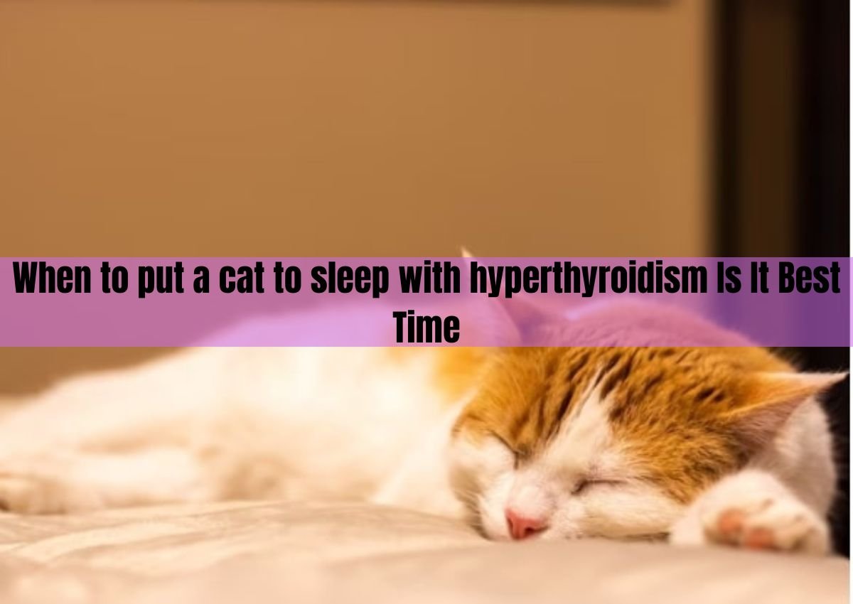 when to put a cat to sleep with hyperthyroidism