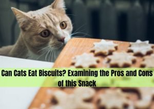 can cat eat biscuits