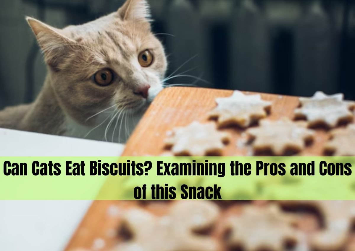 can cat eat biscuits