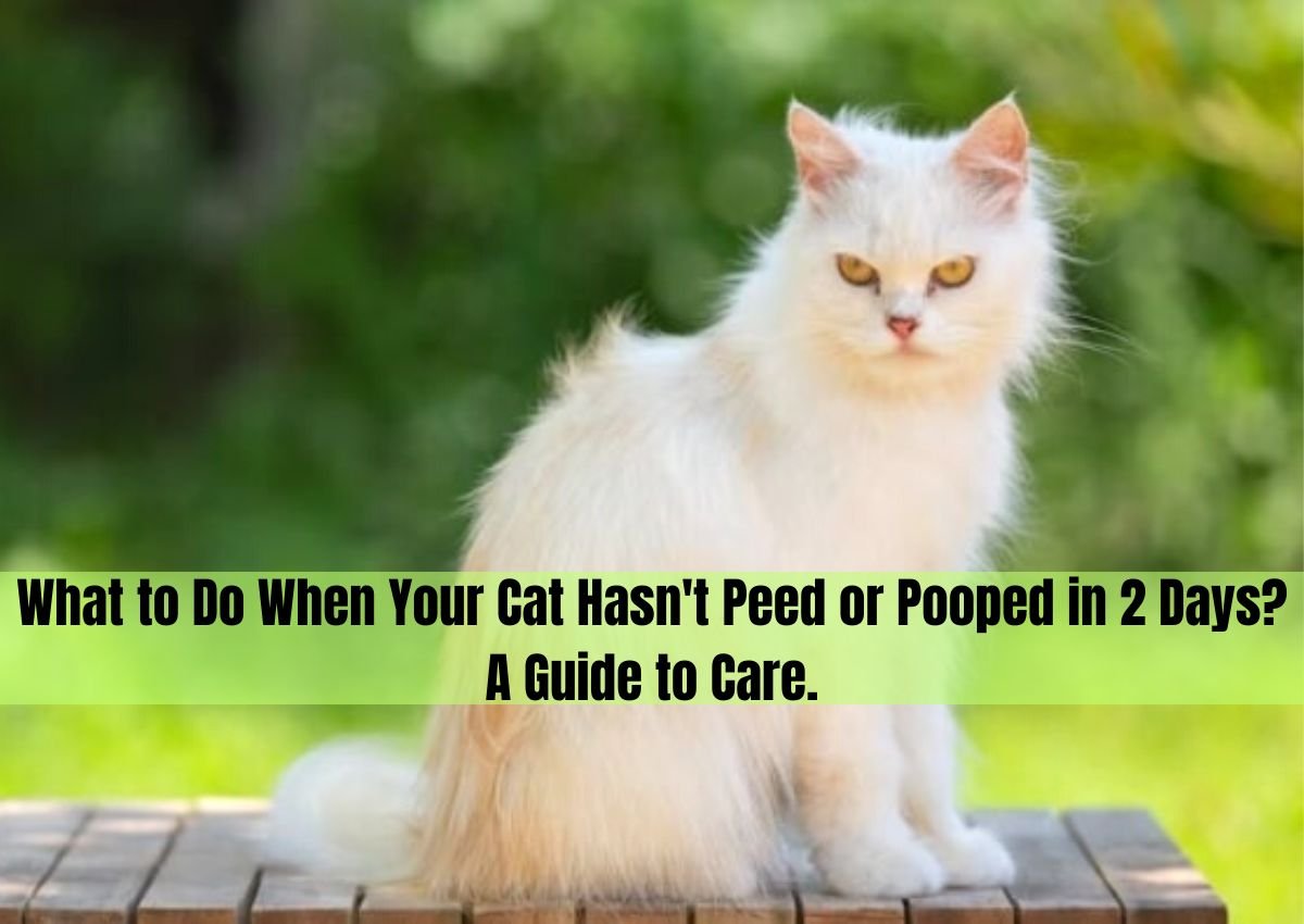 cat hasn t peed or pooped in 2 days