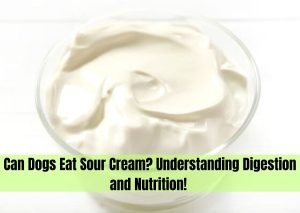 can dogs eat sour cream