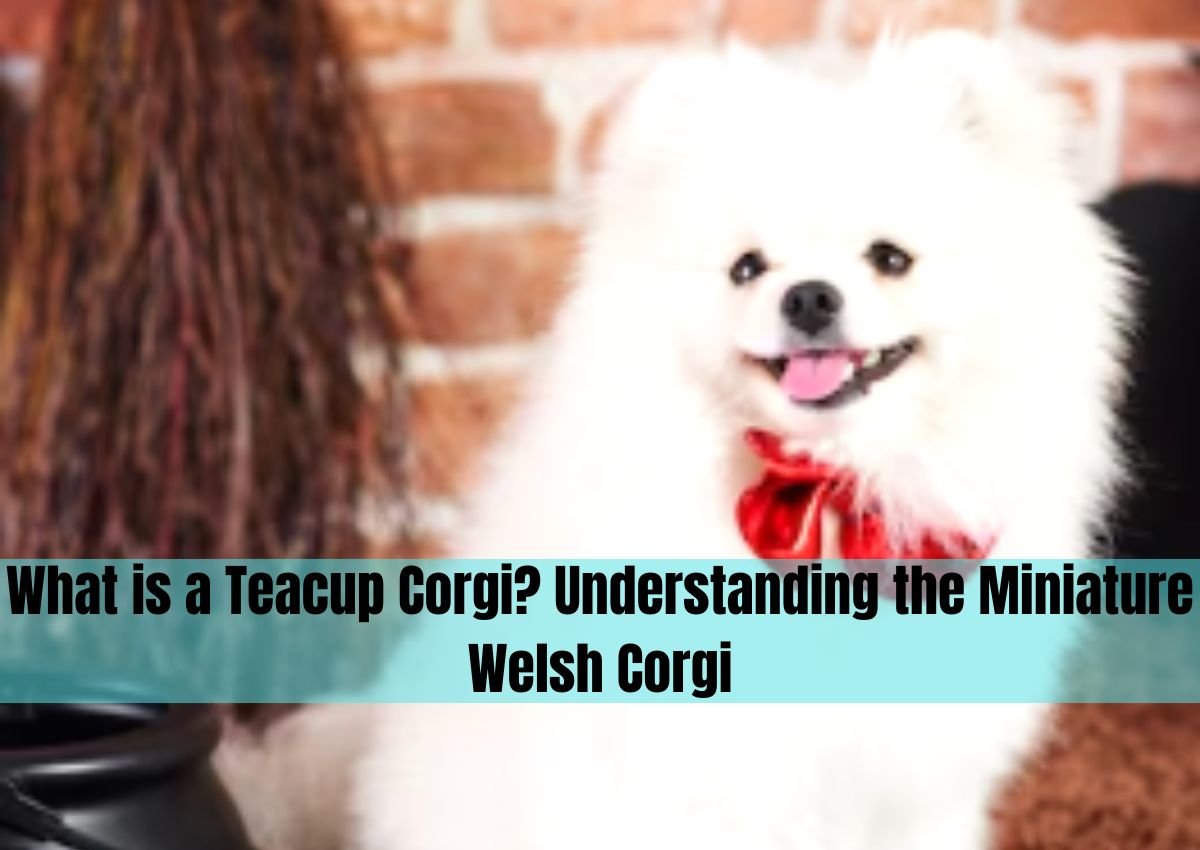 tea cup corgi