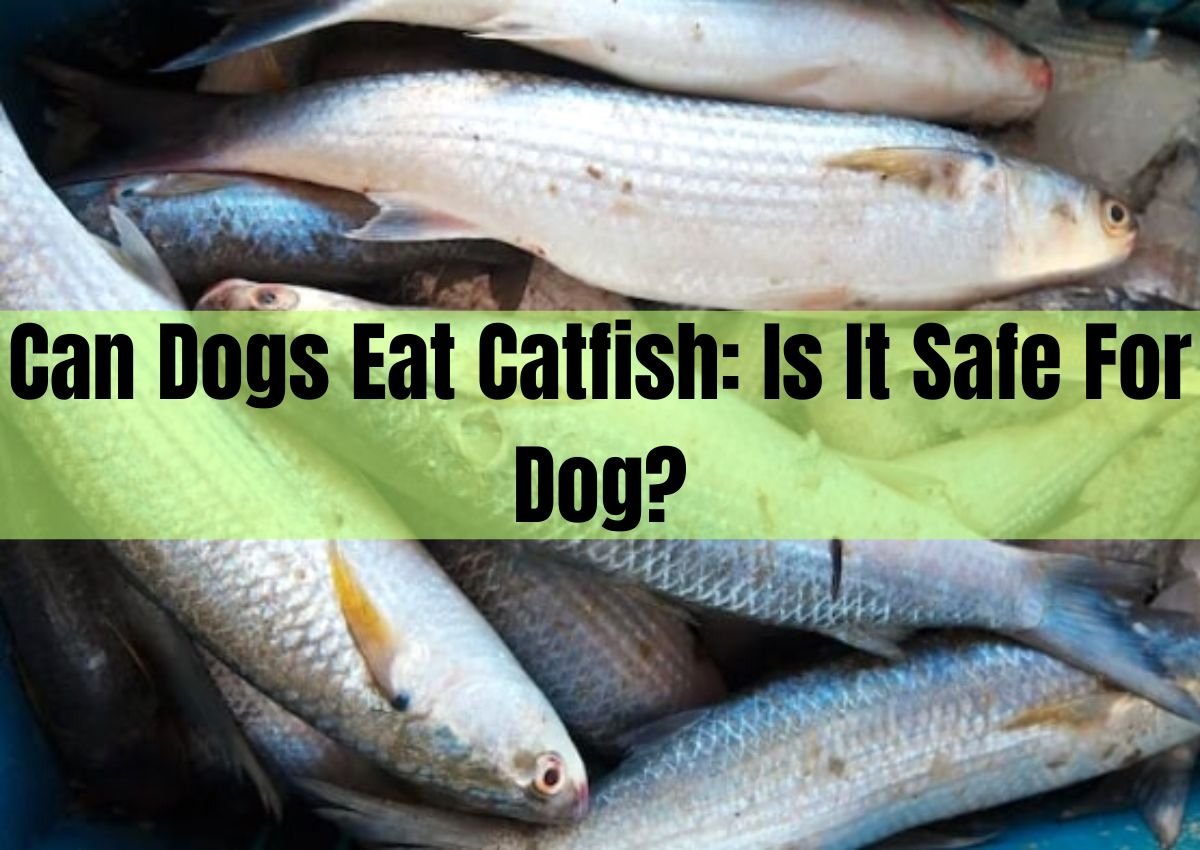 can dogs eat catfish