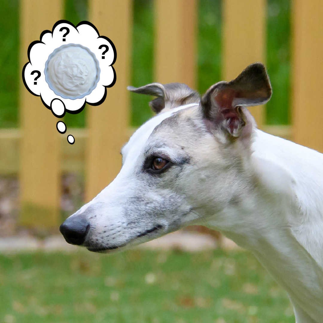can dogs have sour cream