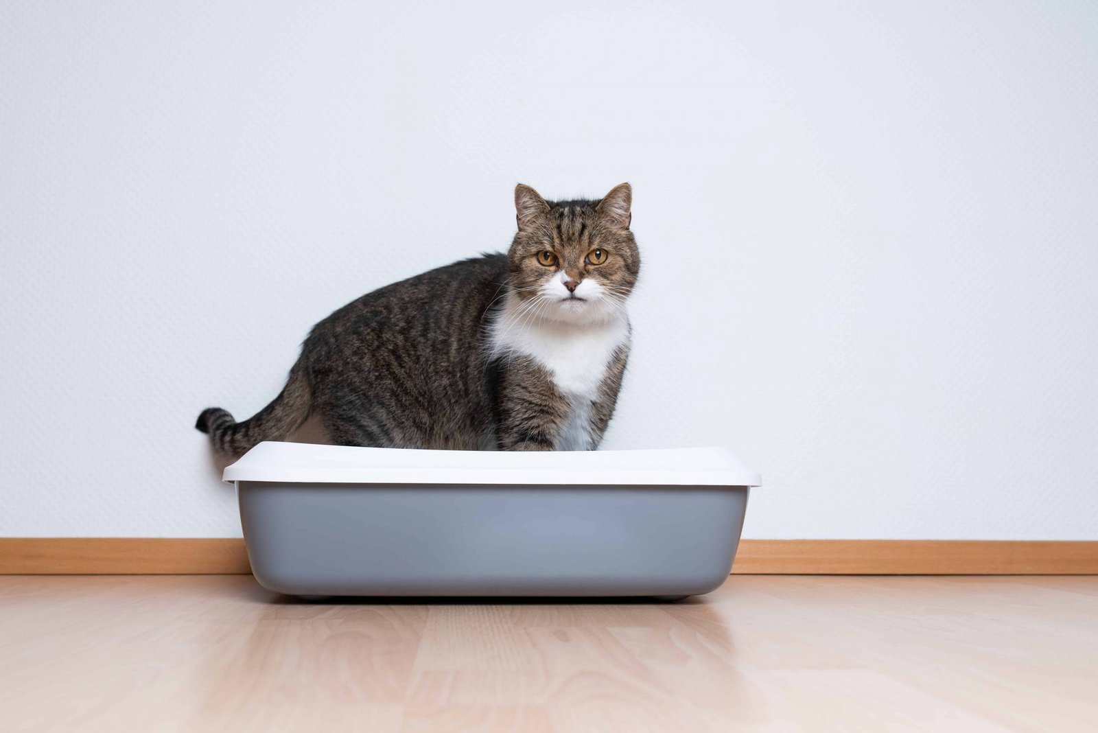 cat hasn't peed or pooped in 2 days