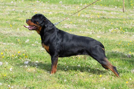 rottweiler muscles