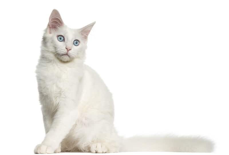 blue eyed maine coon