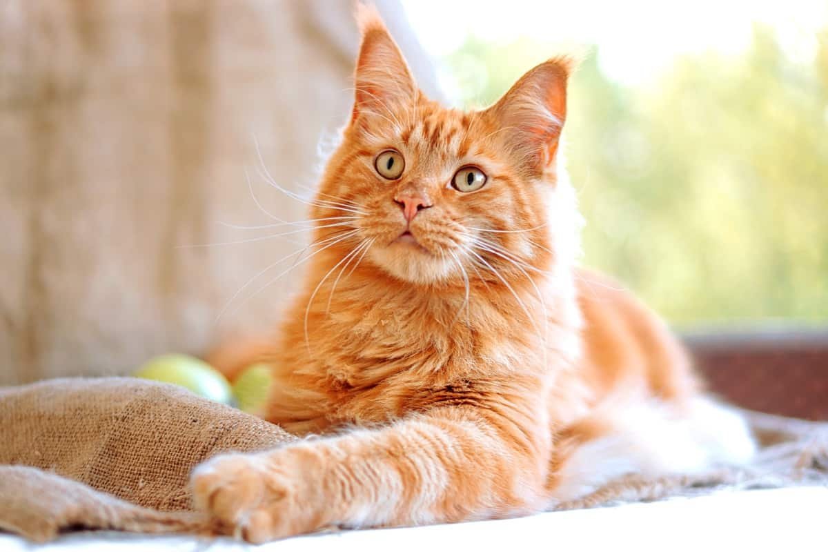 maine coon orange tabby mix