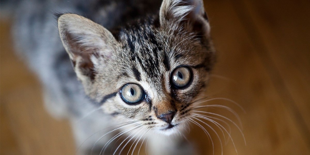 is witch hazel safe for cats