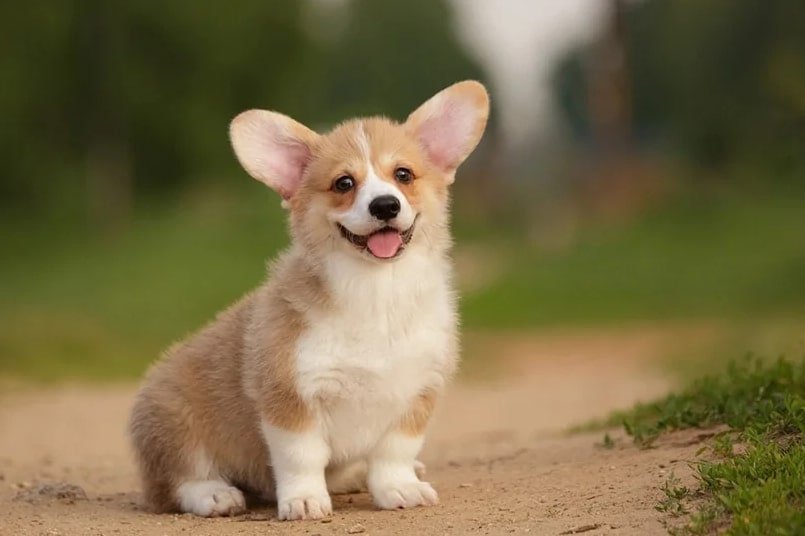 tea cup corgi