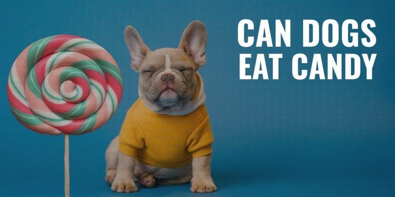 can dogs eat lollipops