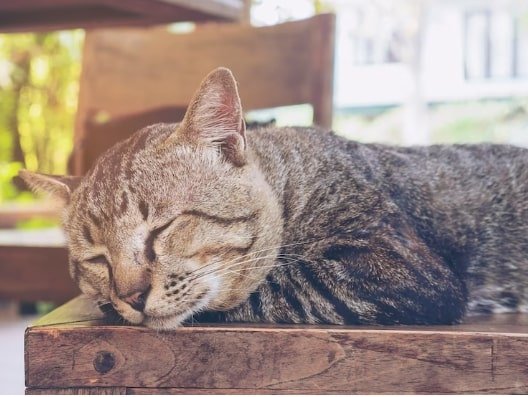 cat behavior after abortion