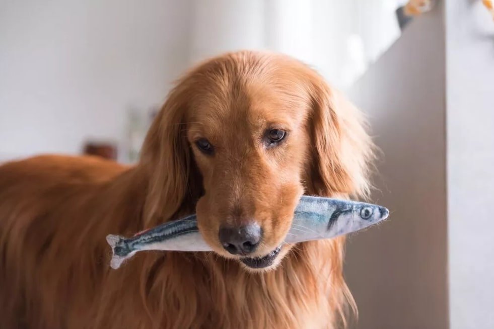 can dogs eat catfish
