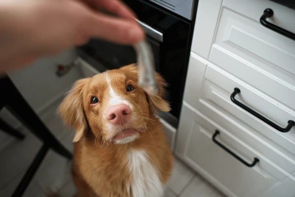 can dogs eat fried catfish