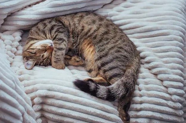 are glade plug ins safe for cats