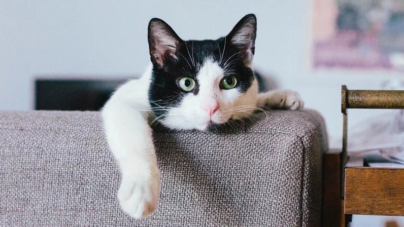 is witch hazel safe for cats