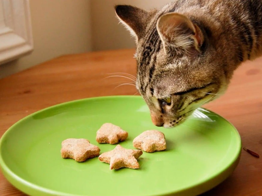 can cat eat biscuits