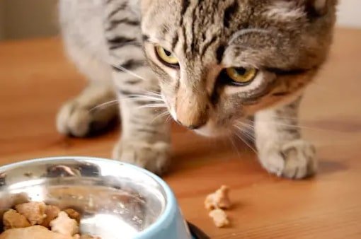can cats eat biscuits