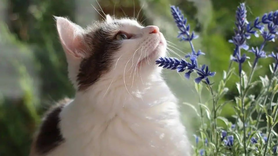 is patchouli oil safe for cats