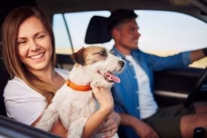 bring your dog on vacation