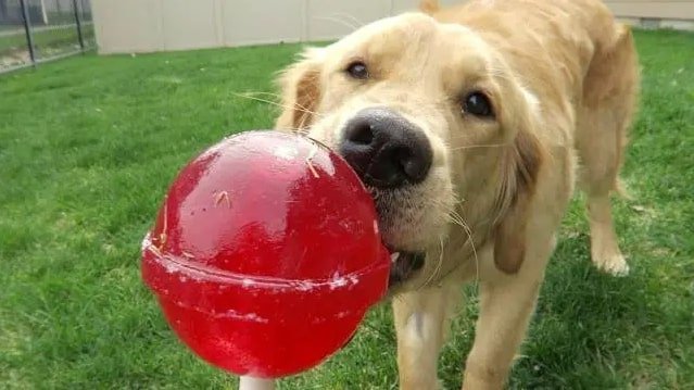 can dogs eat lollipops