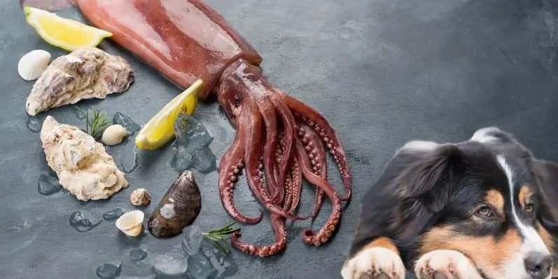can dogs eat squid