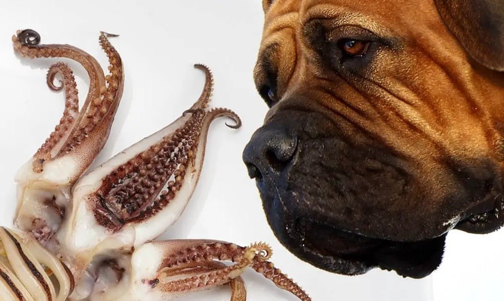 is squid good for dogs