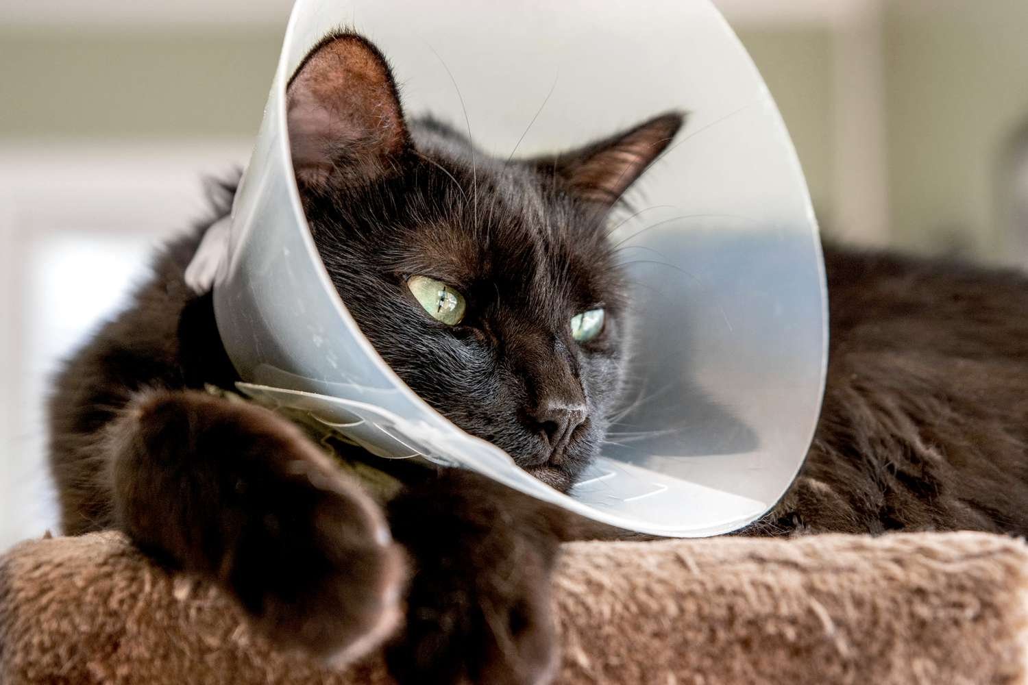 how to feed cat with cone