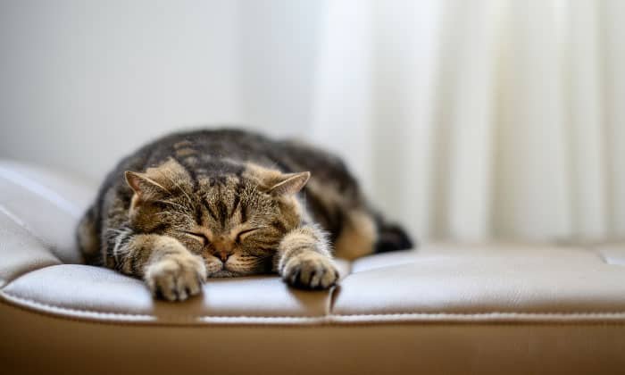 when to euthanize a cat with hyperthyroidism