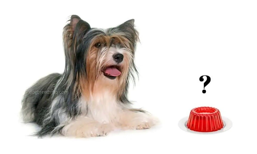 can dogs have jelly