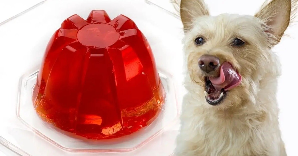 can dogs have jelly