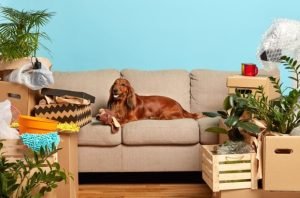 Indoor Sanctuary for Your Pets