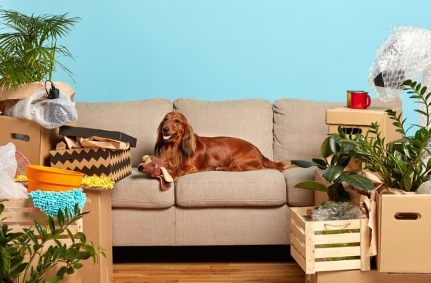 Indoor Sanctuary for Your Pets