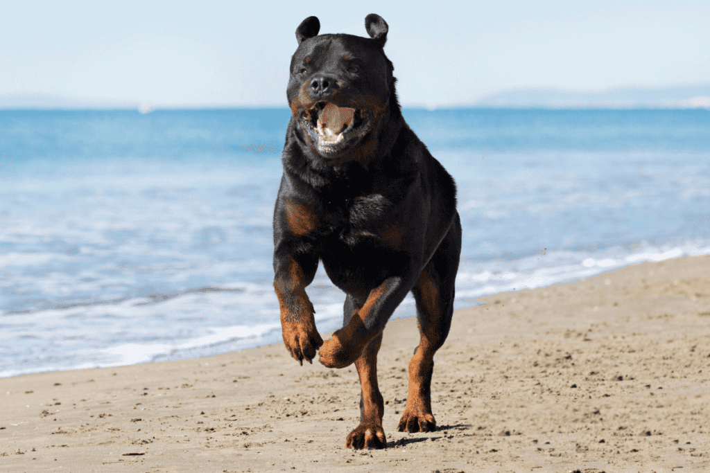 rottweiler muscles