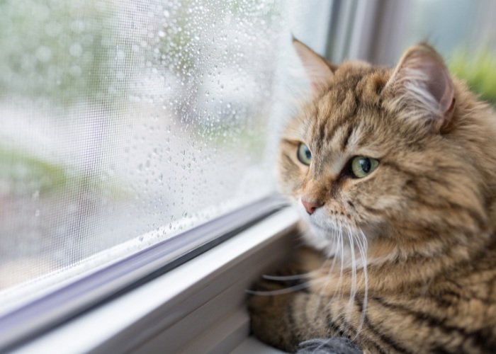 cat behavior after abortion