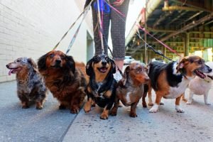 Pet Sitter