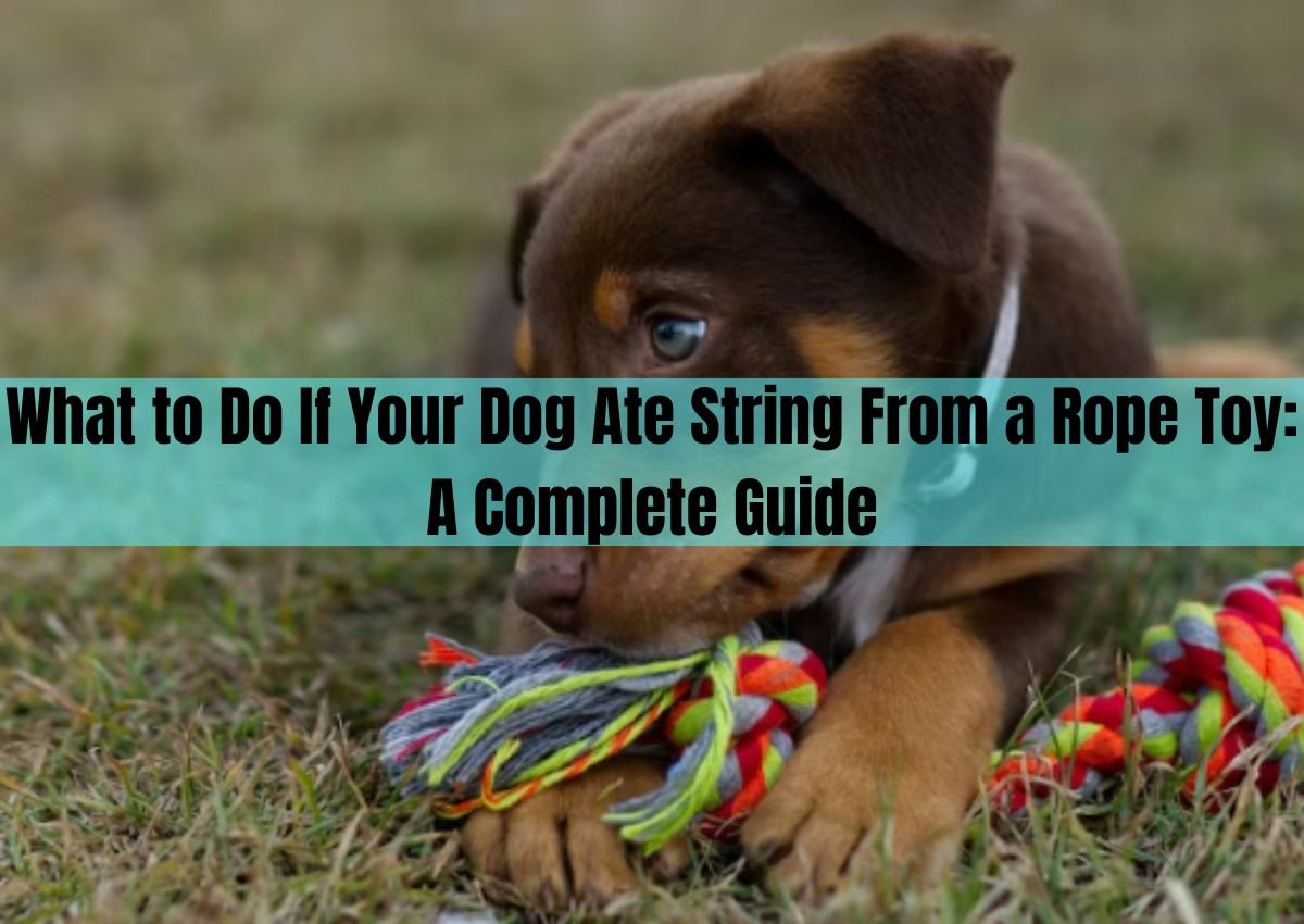 dog ate string from rope toy