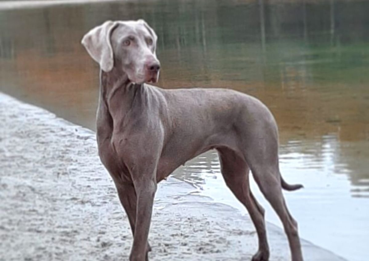 blue weimaraner