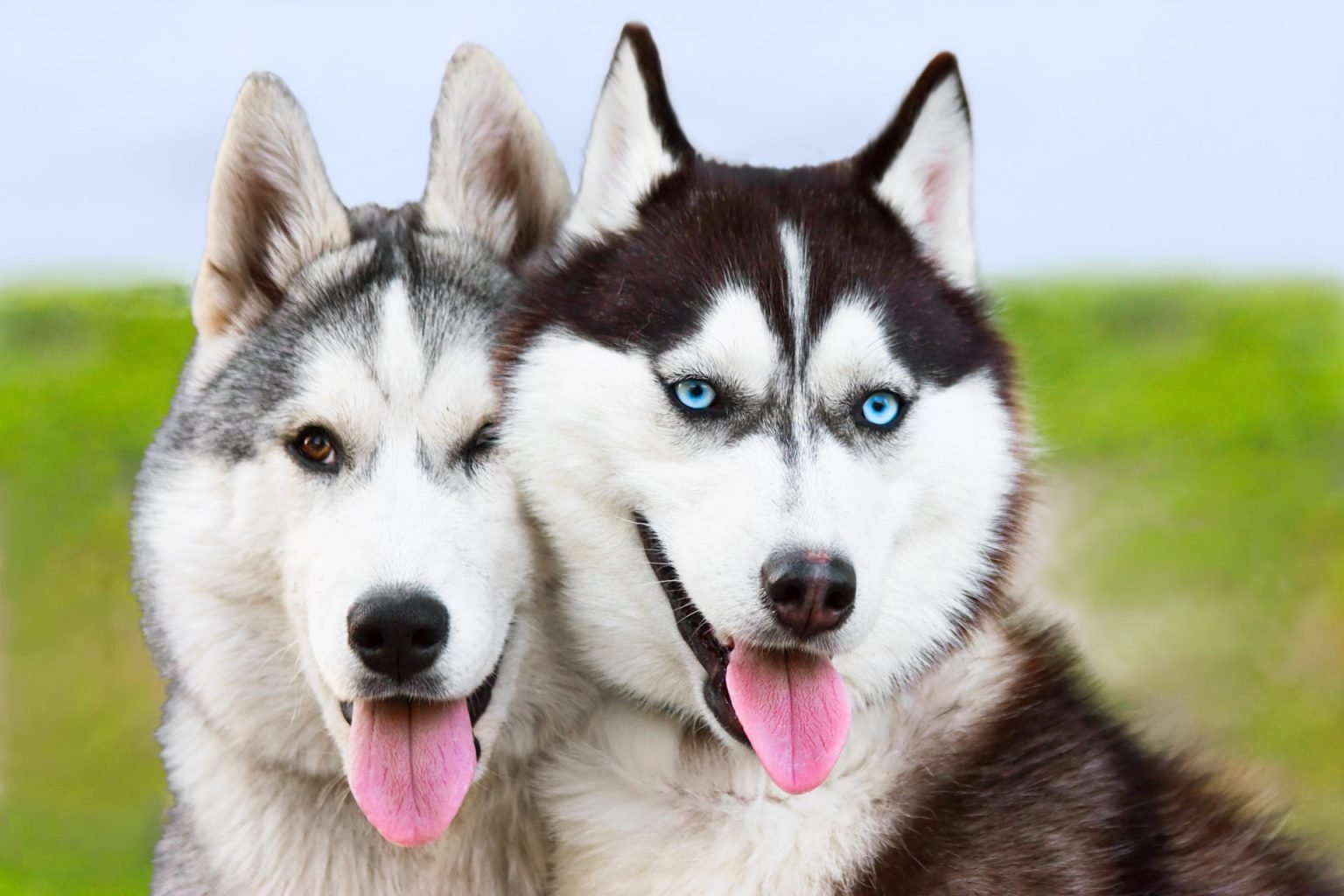 why are huskies dramatic