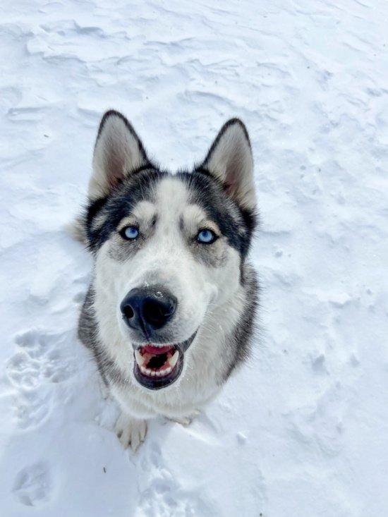 why are huskies dramatic