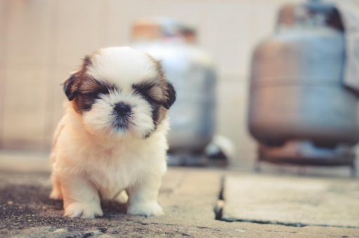 Keep Dog Healthy