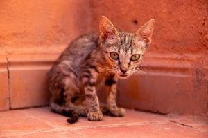 Cat Gain Weight
