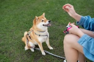 pros and cons of belly bands for dogs