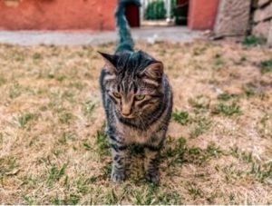 poop stuck halfway out cat
