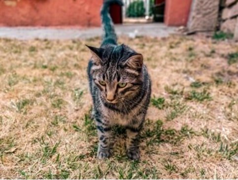 poop stuck halfway out cat