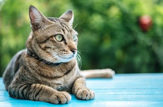 bengal cross maine coon
