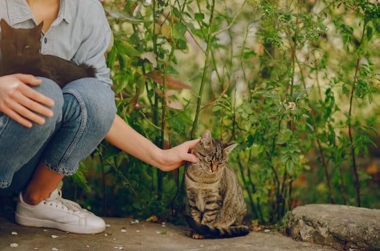 Can Cats Be Trained