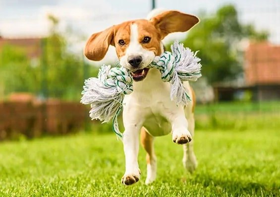 dog ate string
