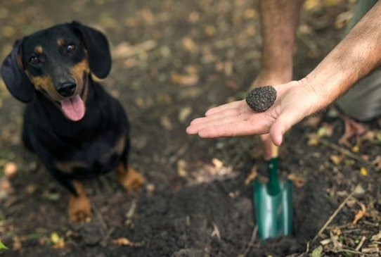 gift for dog lovers asobubottle.com